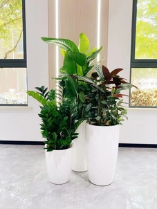 奉化绿植租赁合同范本-慈溪公司花卉出租-余姚花木租赁经验-余姚花木出租租金